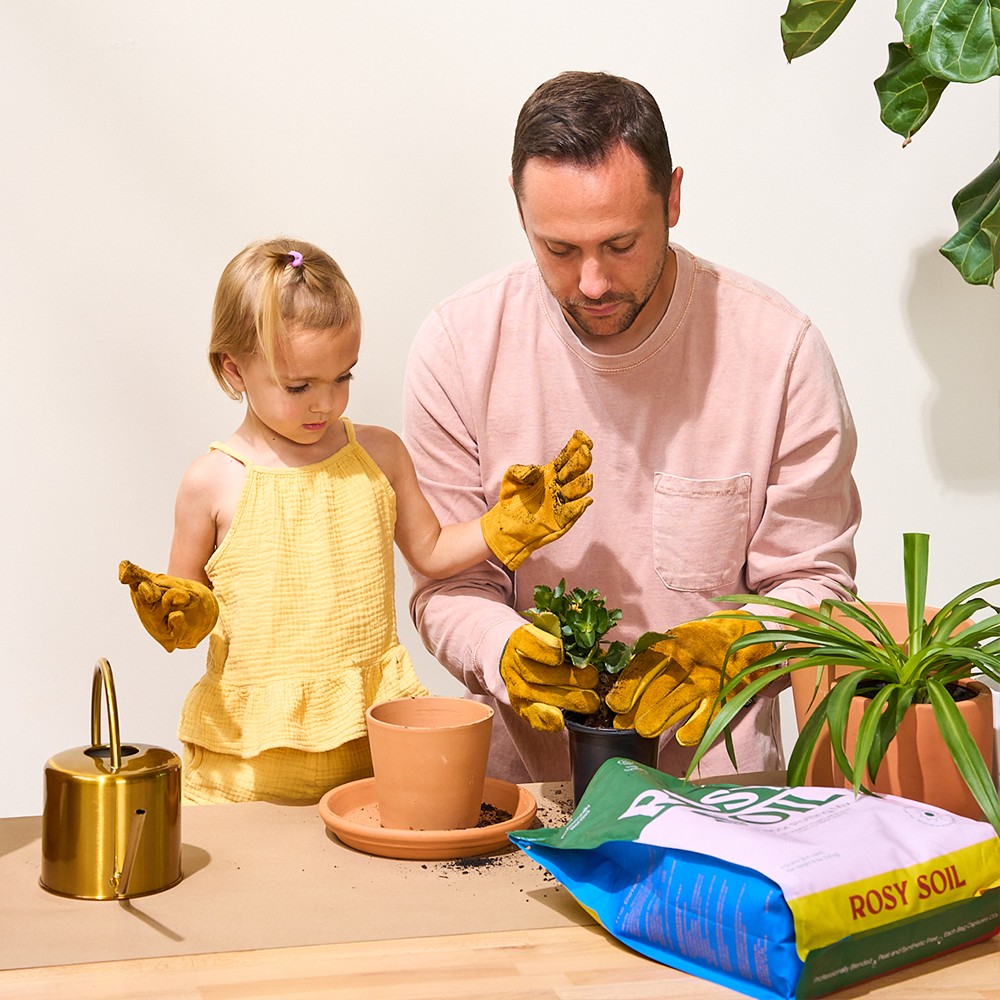 Houseplant Soil
